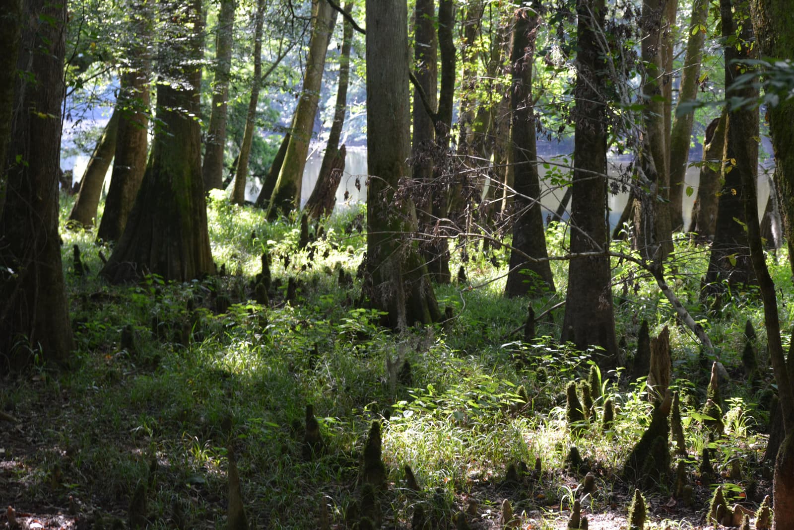 Congaree National Park
