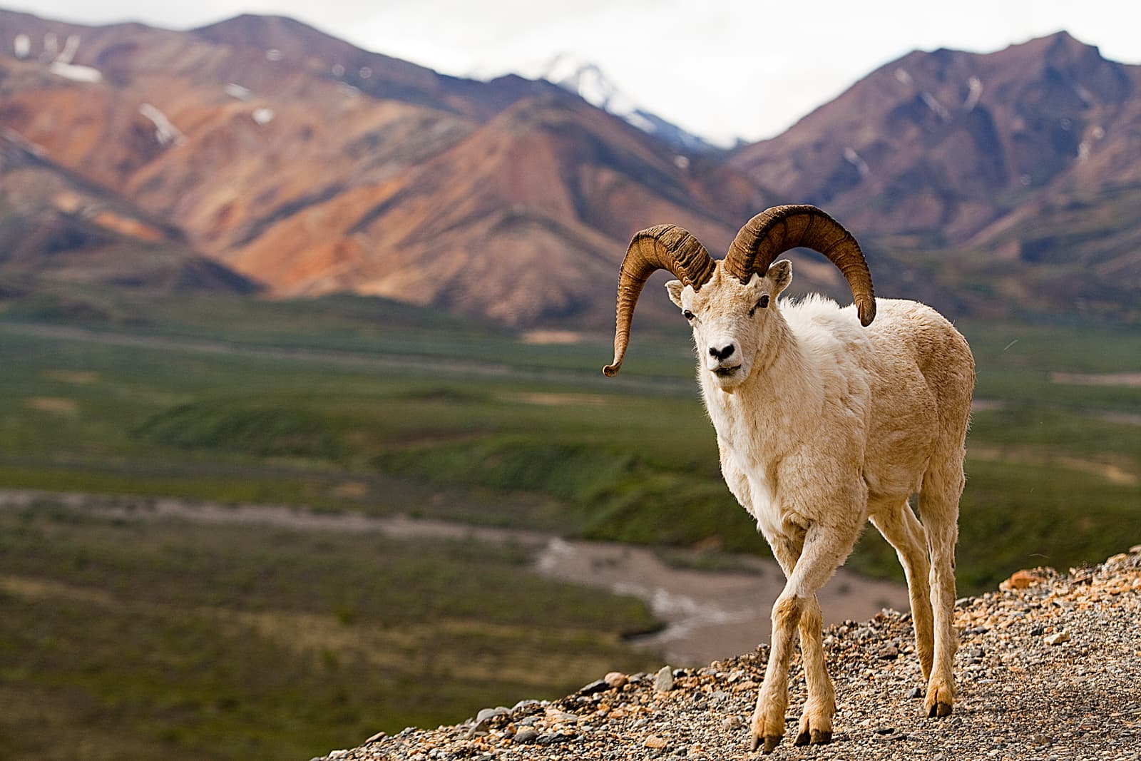 Denali National Park