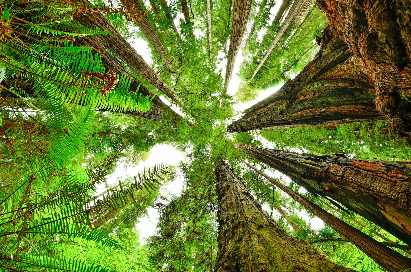 Redwood National Park